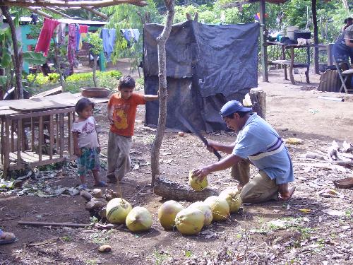Coconuts - Preparing the coconuts after picking them off the tree. This picture is of the caretaker of our property in the country.