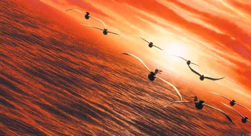 finding nemo - finding nemo images