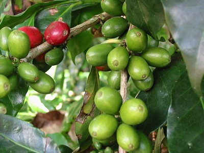 Coffee tree - The coffee we love drink comes from these tree.