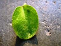 A close up picture in canon power shot a430