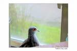 Have a Nice day - Its a wonderful photo to resemble a nice day. A dove looking outside world. really a wonderful material apt to the situation