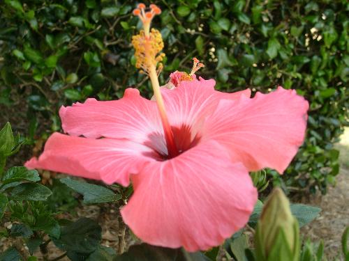 Hibiscous flower - This is a hibiscous flower on my back porch, i'm going to try and get some better pics of it in for you as you respond.