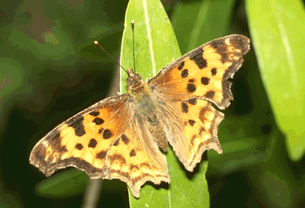 butterfly in summer - butterfly