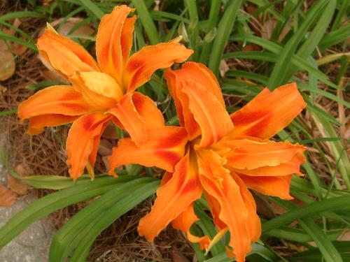 Some lilie flowers by my apartment - Orange pretty flowers