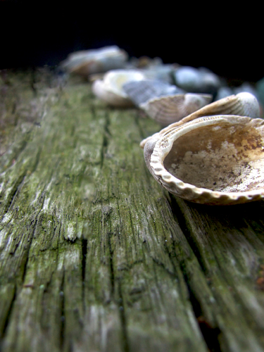 Seashells - Seashells with small depth of field