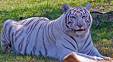 White tigers - tigers