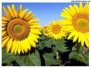 sunflower - do you like this