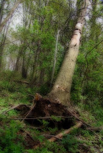 Tree - The Orton Effect applied to one of my photographs.