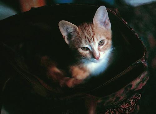 Footie in my handbag - one of my cats in my handbag