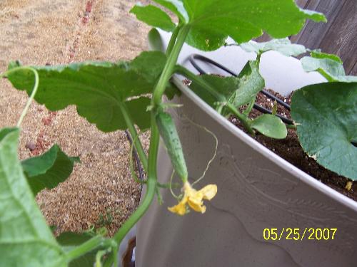 Cucumbers on the vine  - My first cucumber with the flower still attached.