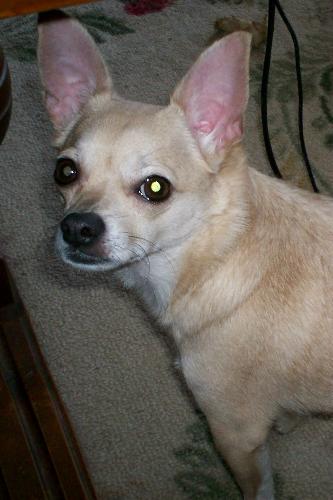 Honey My New 3RD Chihuahua - She needed a home