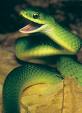 snake - green snake image
