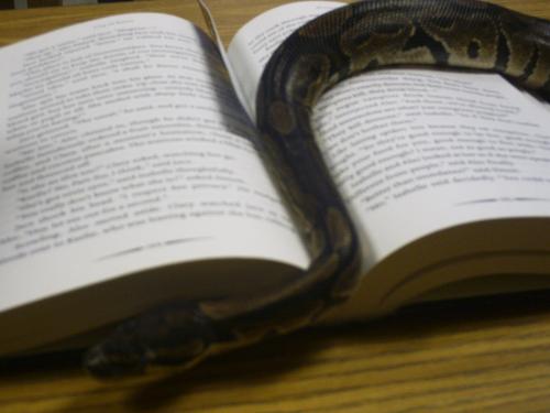A different type of book worm - This is the Advanced Biology pet. His name was kerfuffle or something like that but we renamed him to roger.   Roger decided to slither all over my book during class one day. I guess he was trying to make me pay attention.