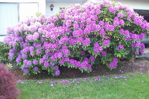 rhododendrons - Here is a picture of my rhodies. They really turned out beautiful this year