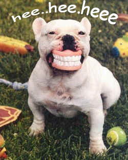 hee hee dog - Hee hee Dog.