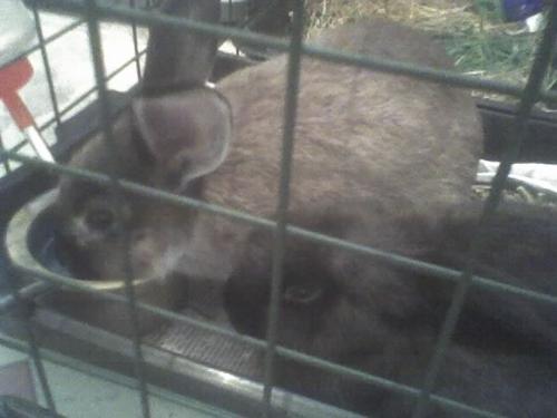 Pepper and Sasha - Our new babies