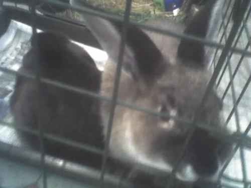 Our new girls - our 2 new bunnies