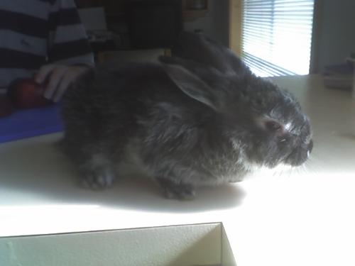 Pepper - Our little netherland dwarf