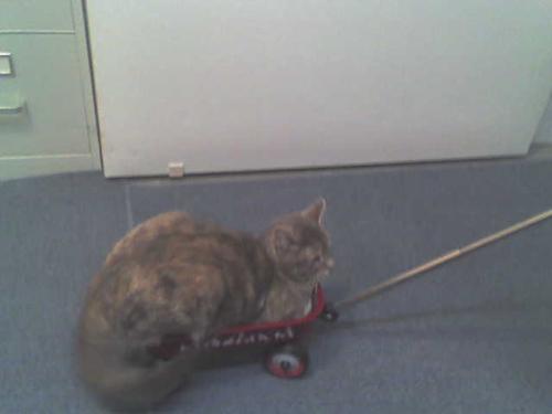 chloe taking a ride - Chloe enjoying a wagon ride