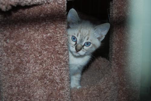 Blue Eyed Kitten - Cute blue eyed kitten looking for a new home