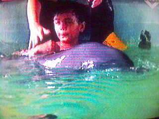 healing autism4 - autism healing method, swiming with dolphin.