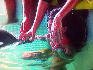 healing autism7 - autism healing method, swimming with the dolphin