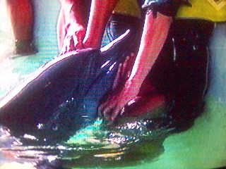 healing autism8 - autism healing method, swimming with the dolphin