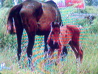 horse1 - horses in tompaso baru