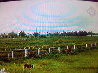 horse yard - horse race yard