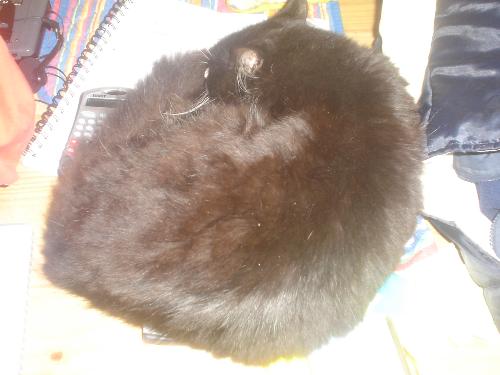 guinness asleep on the kitchen table - sometimes my hunter cat just colapses where he is and then will sleep for the day