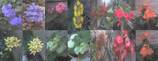 Flowers - These are the different colorful flowers that are found in our garden.