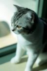 Reminiscing Kitten - A cute kitten looking out the window...reminiscing..being emotional