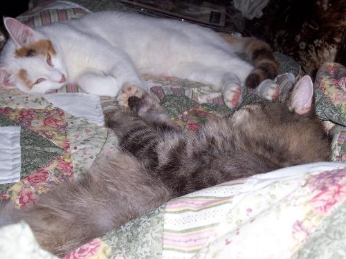 Lucky and Butters Napping - My baby cats sleeping together on the bed