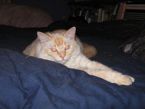 e.b. - E.B. on the bed - she's looking for a new home folks!