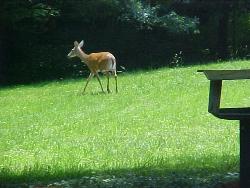 deer at farm - deer at farm