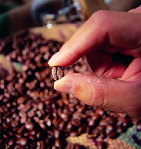 A coffee bean - He choose the best coffee beans .