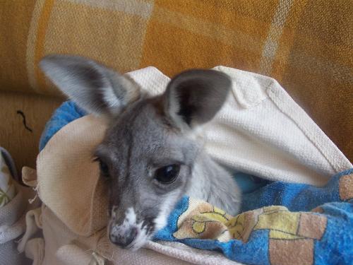 annie - red female kangaroo