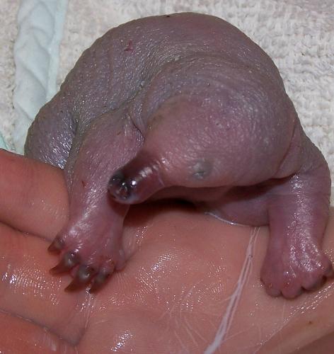 a puggle - baby echidna