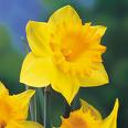 Daffodil - Yellow blooms