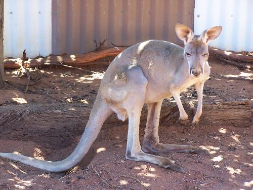 red kangaroo - red kangaroo