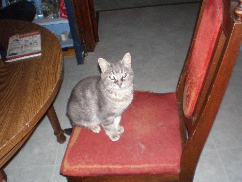 My precious babycat - This is a pic of babycat sitting on a kitchen chair. Almost posing for the camera.