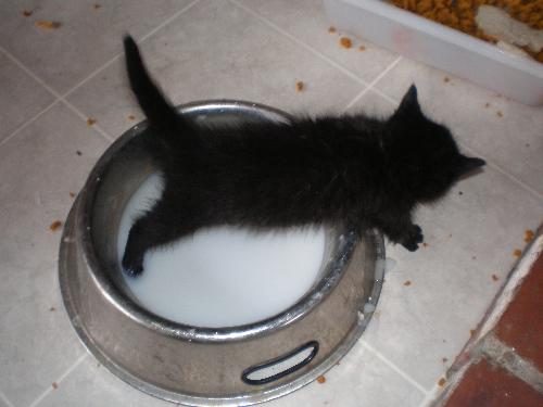 Kitten in dish - This is a pic of one of our kittens walking threw her water dish.