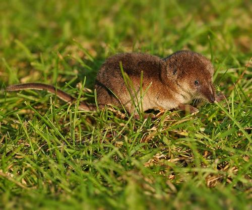 Shrew - Image of a shrew