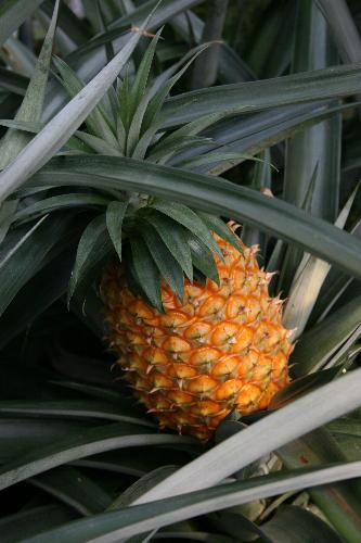 Pineapple by jvalachovic - This is a pineapple grown in a greenhouse in North Carolina it is very ripe and the whole greenhouse smells real good going to pick it tomorrow