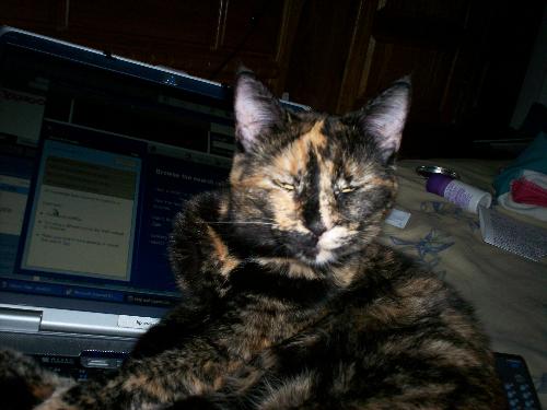 Sodapop, my cat - This is my cat on my laptop typing for me.