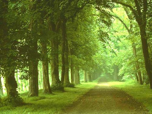 green - green give me peace