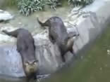 cats going down  - into the river