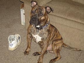 My Pitbull, rocco - This is rocco, my pitty, he is just over a year old, and loves playing, running, giving kisses, being with his mommy, and daddy. He lives with a pug, and a german shepard mix, and a polydactyl kitty. His best friend outside the house is pinny, he is a mini pincher. Rocco came to live with us, after being pushed through three homes before us. I dont know his whole story, but i do know he is one of a kind. I love him so much. He has really made me change all my thoughts on the breed. I will admit i was ignorant about them, i fed into the media hype, then he came into my life, and i realized how dumb i really was. I will again own another pit, maybe two.