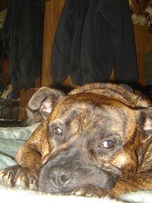 Rocco :O) - This is one of my most favorite pics of rocco. i just love his floppy face.. :) lol