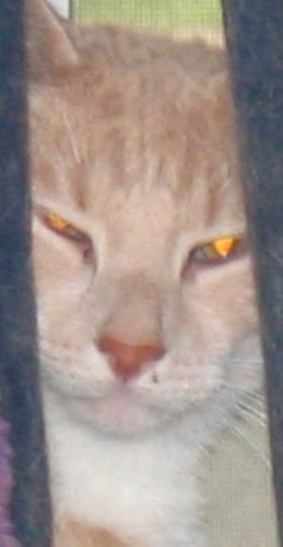 My Taj - My cat, Taj, who is a wonderful boy & my own 'wonder!'